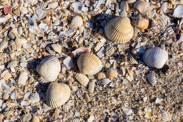 Muscheln und Schnecken an der Nordsee