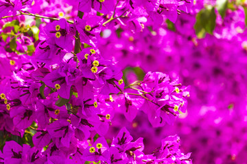 purple flowers bloomed in the spring