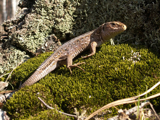 Grey lizard, which sits on the moss