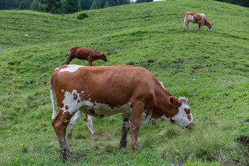 Naklejka na ściany i meble Herd of cows grazing in Alps