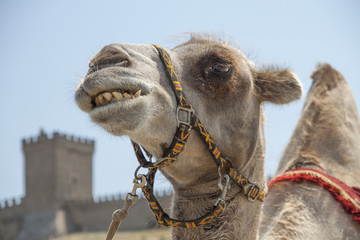 "Camel's Muzzle"Just a camel looking straight into my camera.