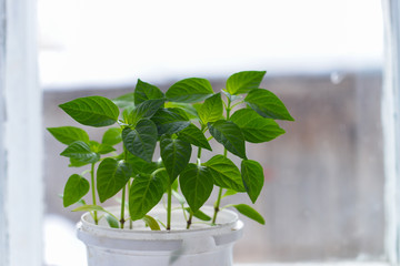 Pepper growing in pot. Plants and gardening.