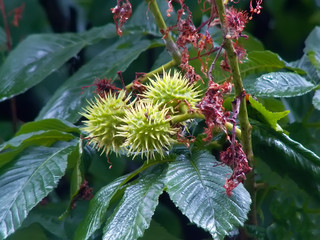Chestnut tree with young chestnut fruits. macro photography
