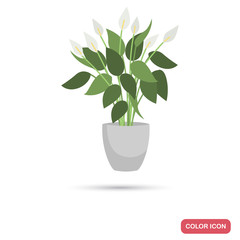 Spathiphyllum, f homeplant color flat icon