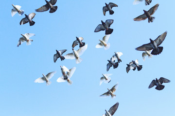 flock of pigeons opened wings in blue sky