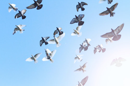 flock of pigeons opened wings in blue sky with sunny hotspot
