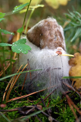 Mushroom in the forest affected by white mold