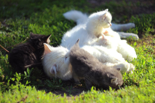 White cat with four kittens two gray kittens and two white. Cats on the grass.
