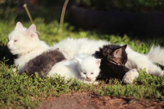 White cat with four kittens two gray kittens and two white. Cats on the grass.