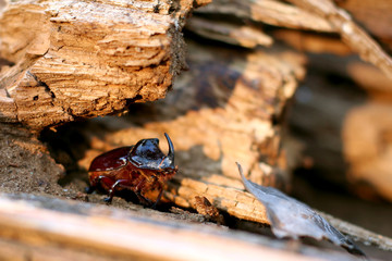 macro photography of the European rhinoceros beetle on a sawn wood