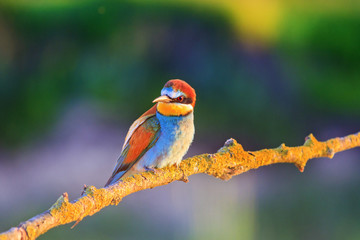 beautiful bird in the rays of the evening sun