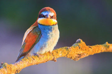 angry colored bird in the summer evening on the branch