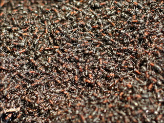 swarm of wood ants