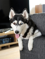 Husky with a various eye color - blue and brown - is lying on the couch