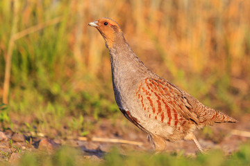 Gray partridge goes on road among wheat fields