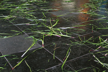 Acorus calamus, also known as Sweet Flag, is scattered on the floor