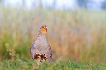 Gray partridge in a wheat field