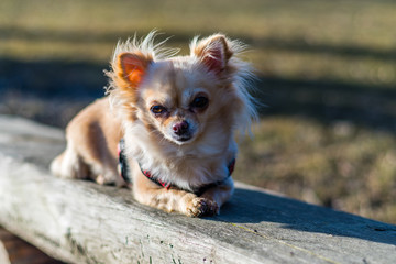 Portrait of a cute chihuahua lying on a wooden bench and looking around