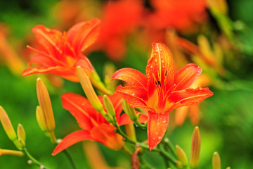 red lily blooming in the garden