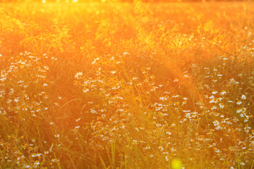 medical daisies at sunset