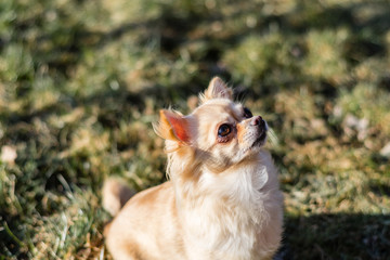 Portrait of a cute chihuahua sitting on a grass and looking around