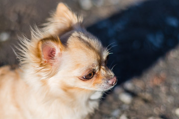 Portrait of a cute chihuahua sitting on a grass and looking around