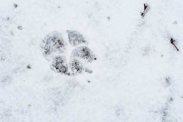 Footprint of a dog in the snow.