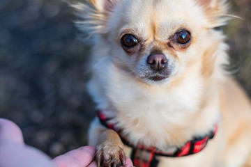 Friendship between human and small dog, shaking hand and paw