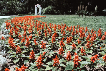 Flower bed in a park