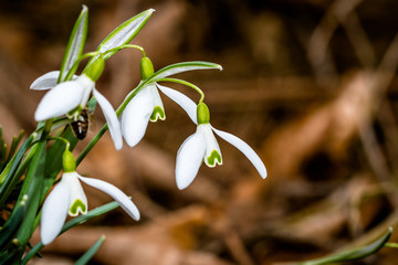 Small common snowdrop flower in early spring in forest