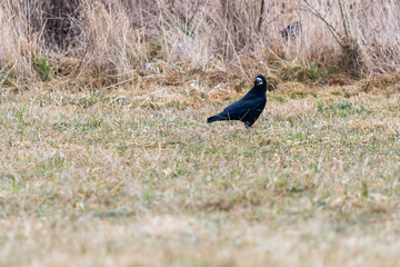 The rook seeks food in the field. He has a big nut in his beak
