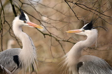 Grey Heron portrait