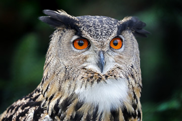 Eurasian Eagle Owl