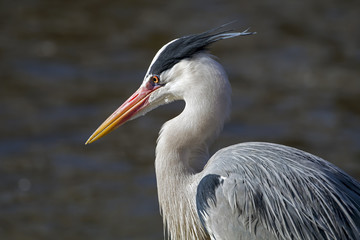 Grey Heron portrait © Edwin Butter