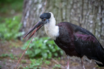 Black stork in a Zoo, Berlin