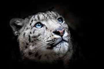 Gesichtsporträt des Schneeleoparden - Irbis (Panthera uncia)