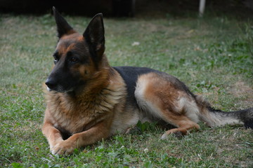 german shepherd