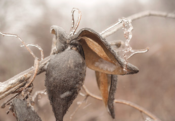 Milkseed (Asclepias) plant covered with ice in March