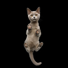 Bottom view of Burmese Kitten Standing with Cute paw pads and Curious Face Gazing on isolated black background