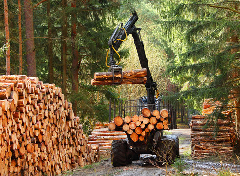 Lumberjack with modern harvester working in a forest. Wood as a source renewable energy. 