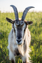 goat on the grassland - 197942410