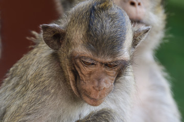 The monkeys of Wat Leu Temple Sihanoukville Cambodia