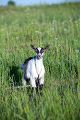 Fototapeta na wymiar goat on the grassland