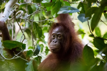 Orangutans in the forest in Borneo, Indonesia