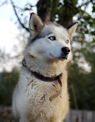 Portrait of the thoroughbred dog with a blue eyes