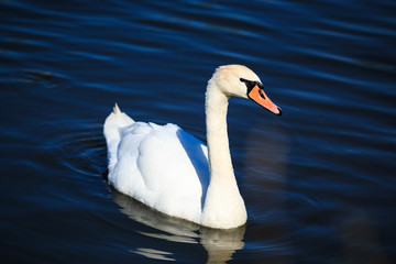 White swan in  foggy lake.   Romantic background. Beautiful swan.  Romance of white swan with clear beautiful landscape.