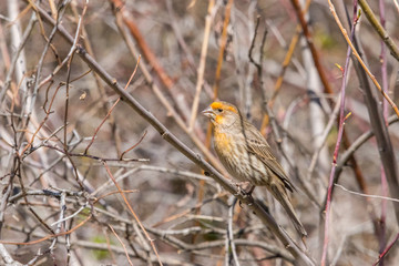 House Finch (Male Yellow Variant) #5