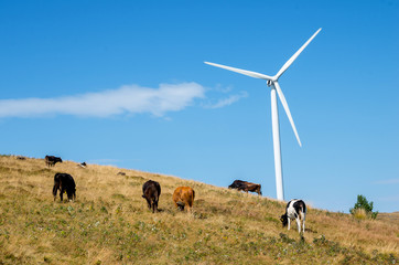 Cows grazing in green meadow next to a wind turbine