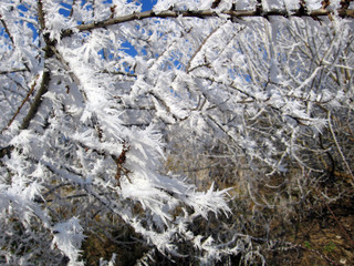 ice crystals on a tree