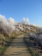 icy morning 